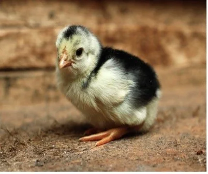 Rooster Wake-Up Call