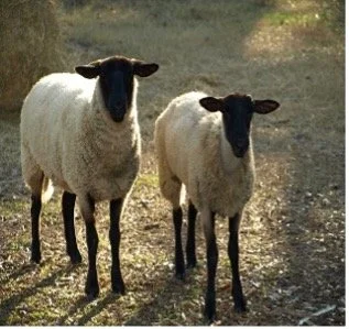 Content to Be a Simple Sheep