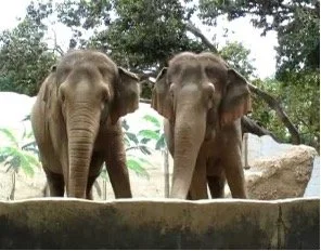 Elephant Connection
