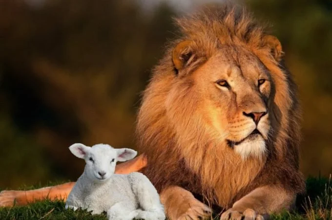 Lamb and Lion