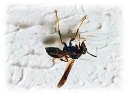The Wasp on the Ceiling