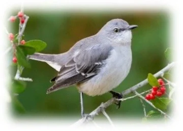 Do You Hear the Mockingbird?