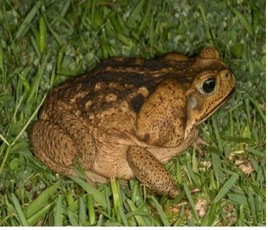 Making a Bear Out of a Toadstool…er, Toad