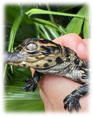 The Little Alligator