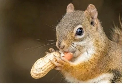 Cowgirl the Comfort Squirrel