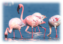A Flock of Faith