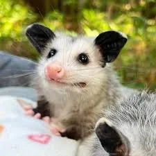 All Creatures Great and Small