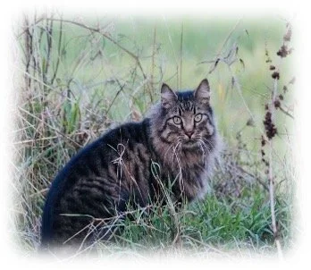 Now, About That Porch Cat…