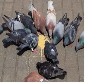 Watching Pigeons