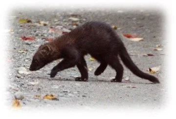 A Fierce Fisher