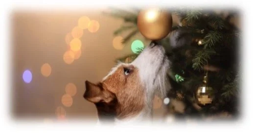 Peace and Goodwill Toward All 