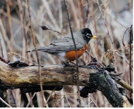 Where Is That Red, Red Robin?