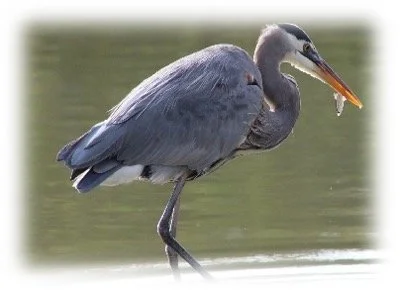 Too Much of a Good Thing