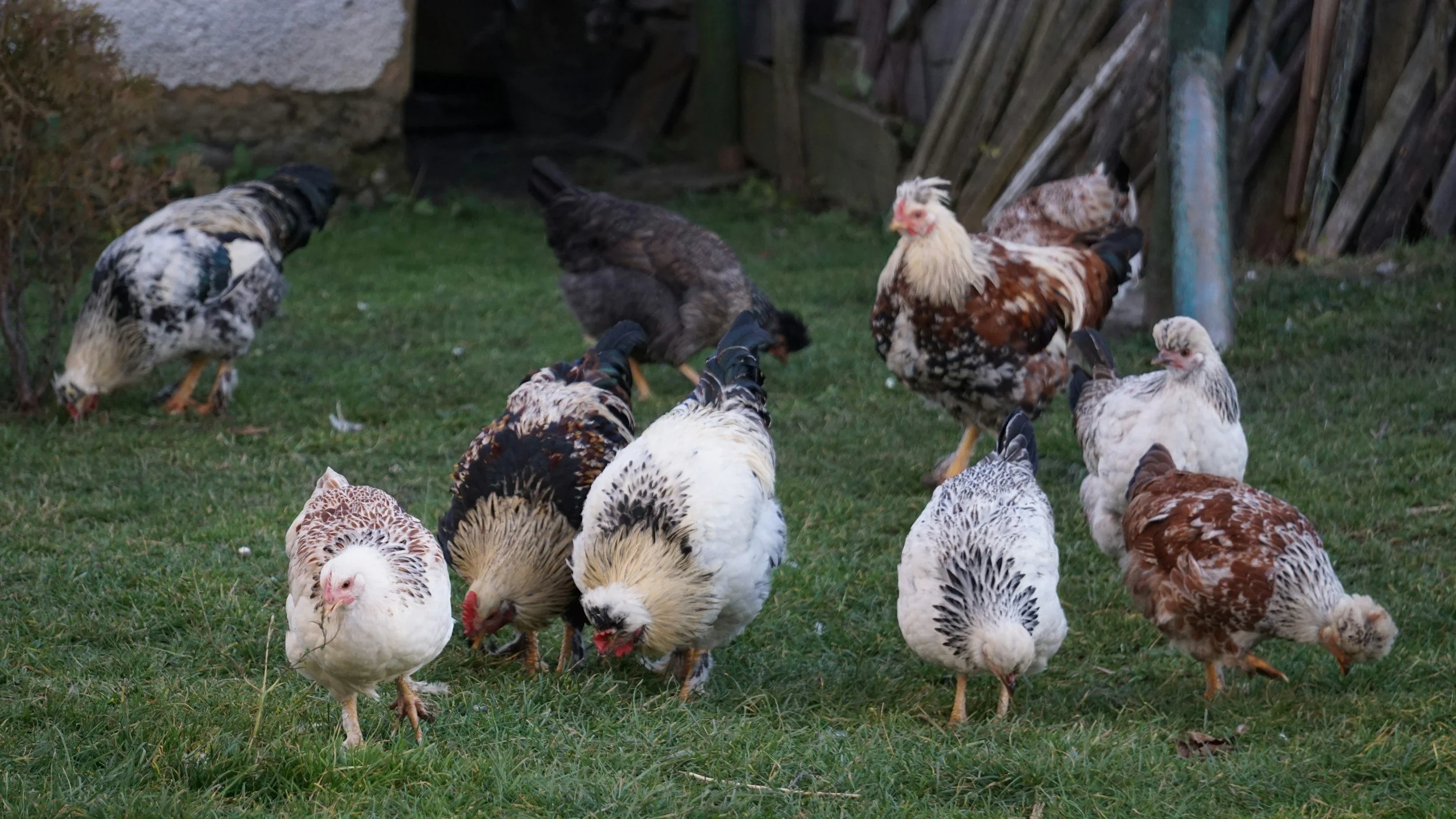 Chasing Chickens