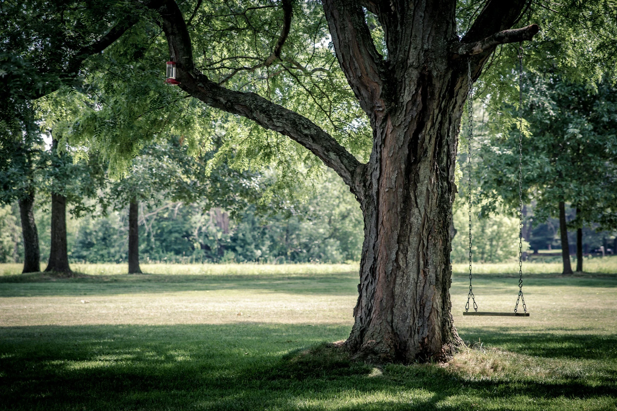 Under the Canopy