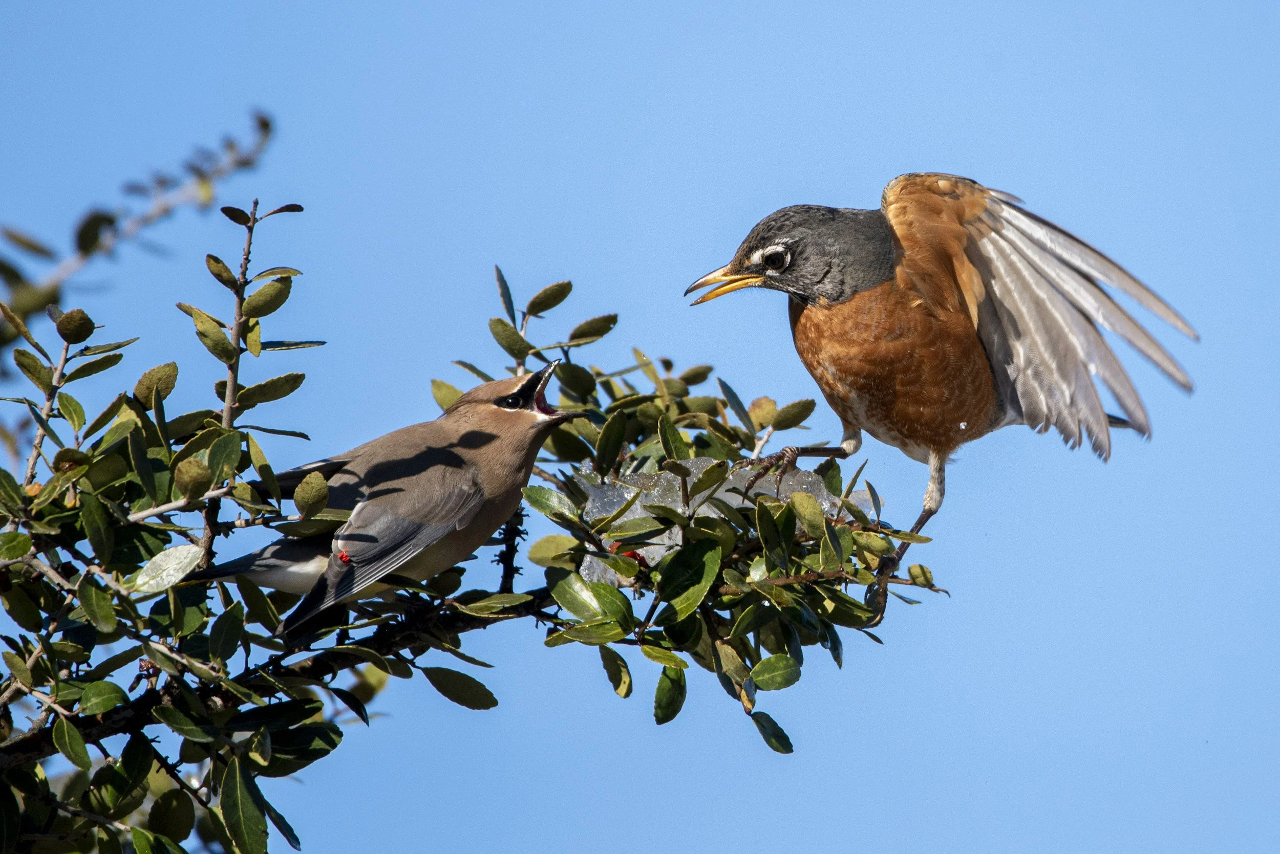 …and Then the Robin Told the Blue Jay…