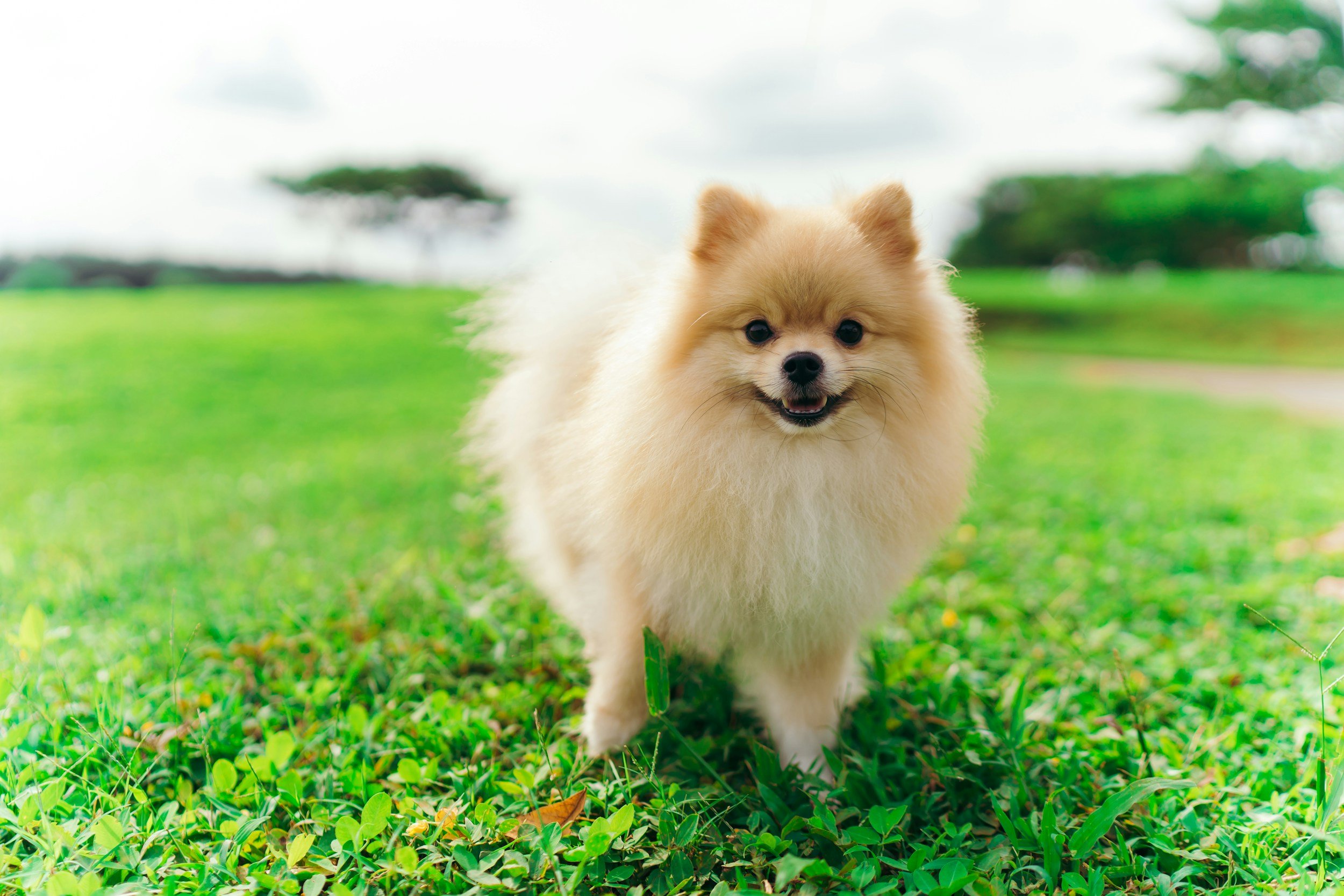 Have a Max-imum Morning!