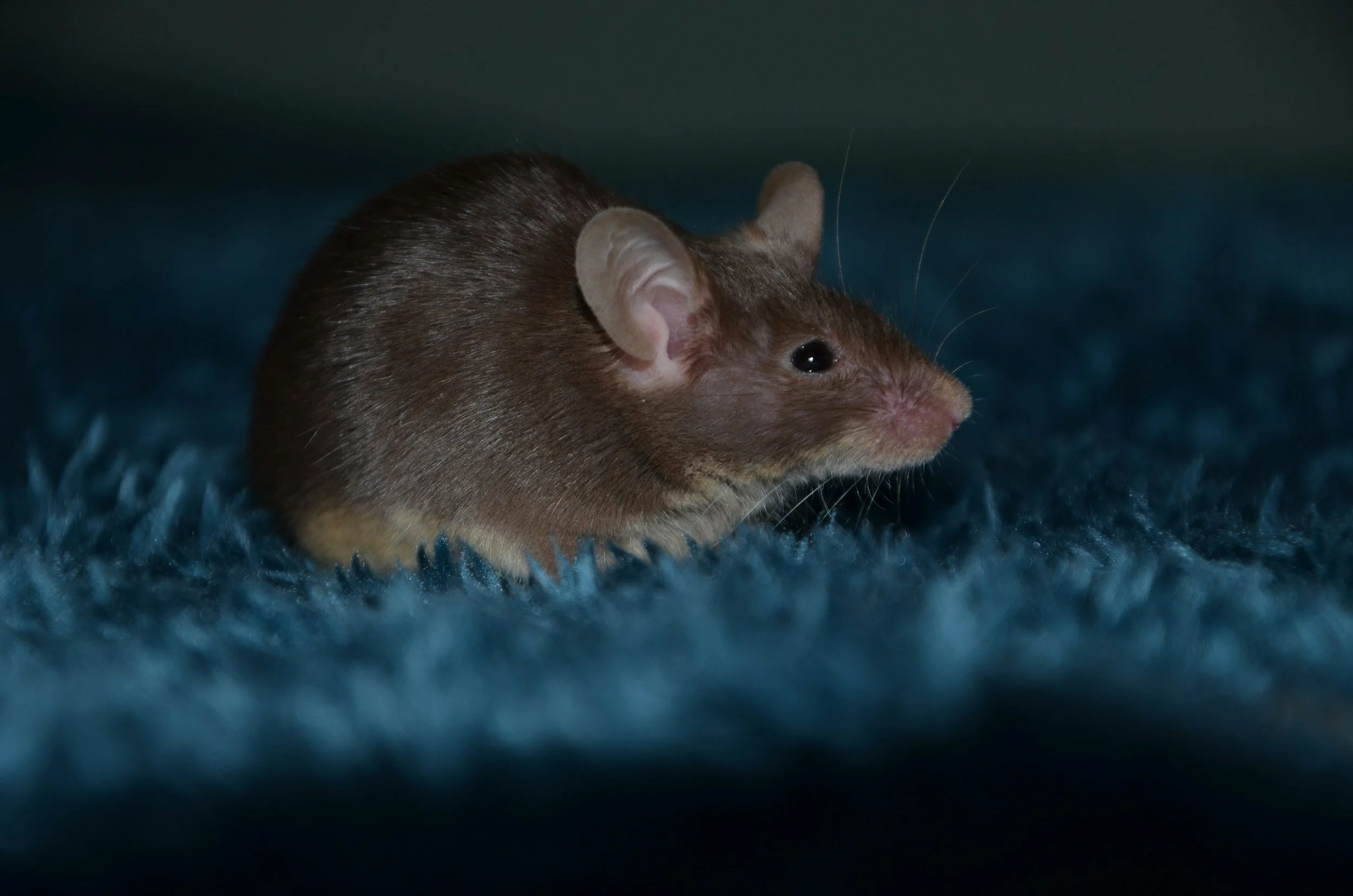Nocturnal Nibbler