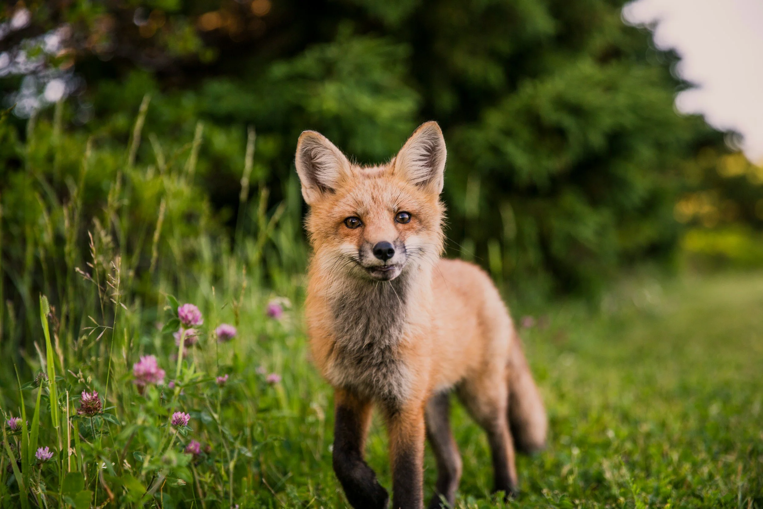 A Longed For Sighting