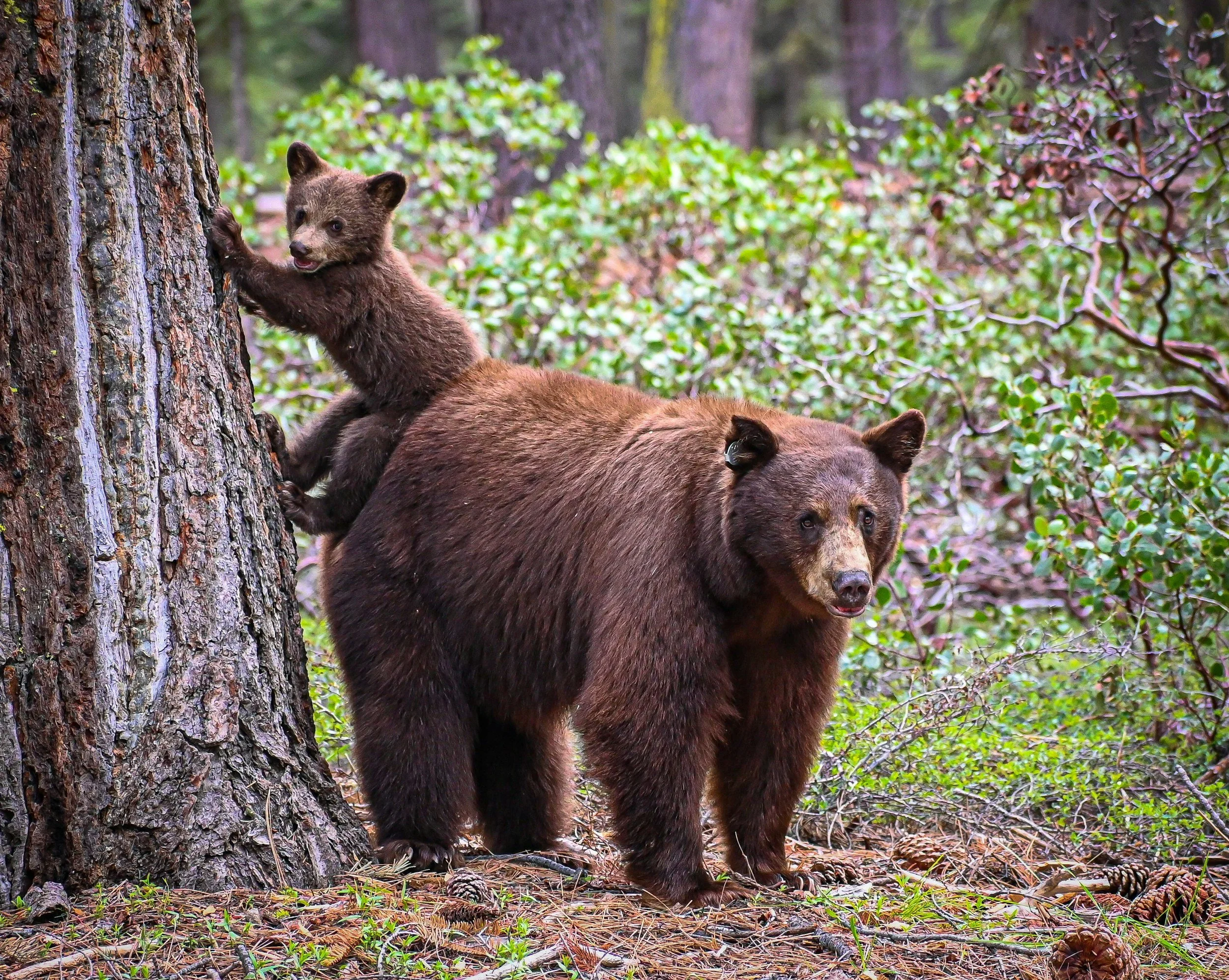 Raise Up a Cub