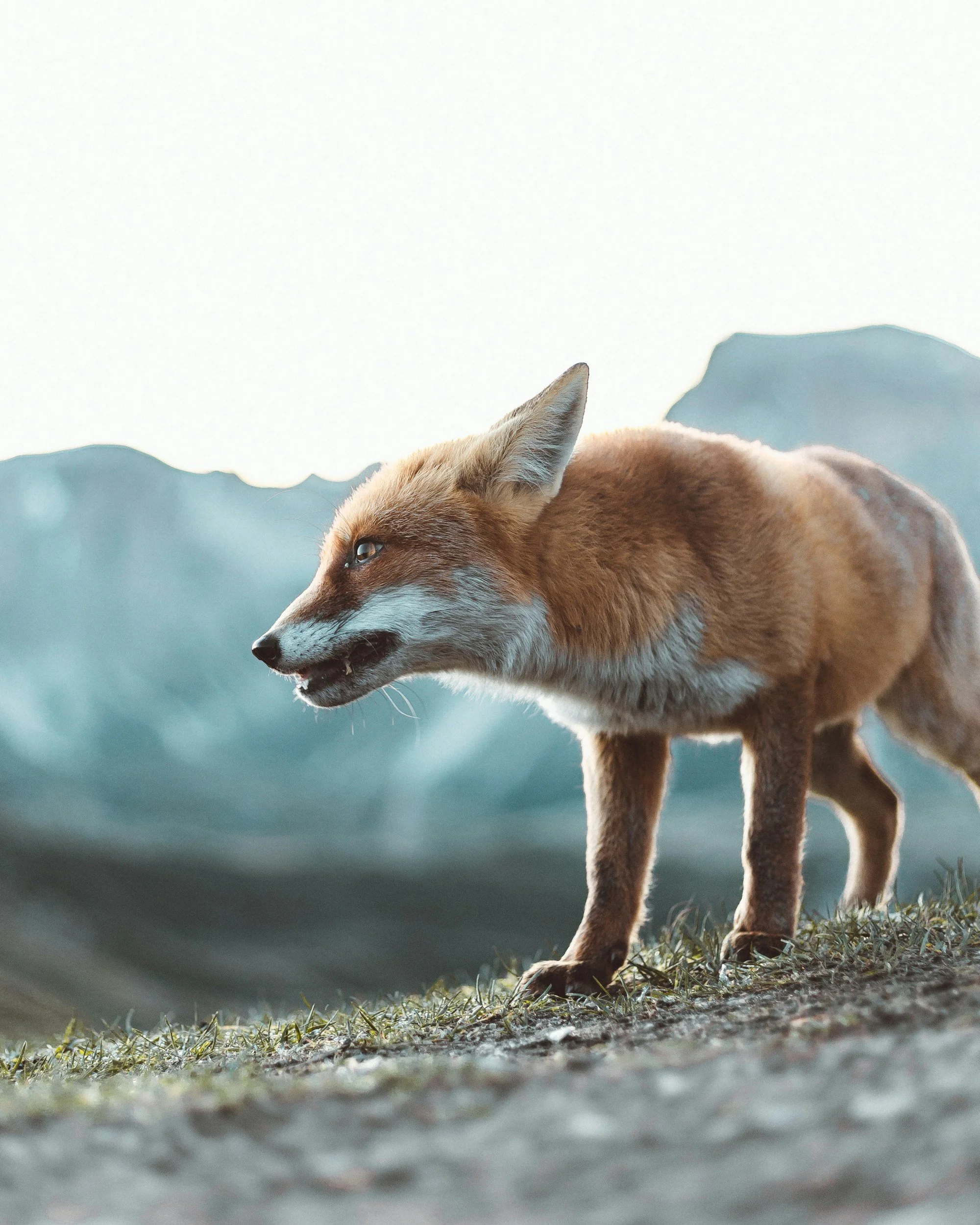 What Time Is It, Mr. Fox?