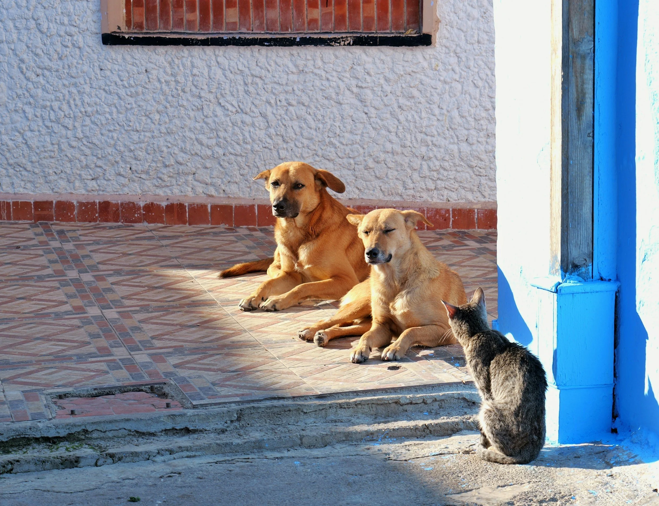 Come-Along Cat