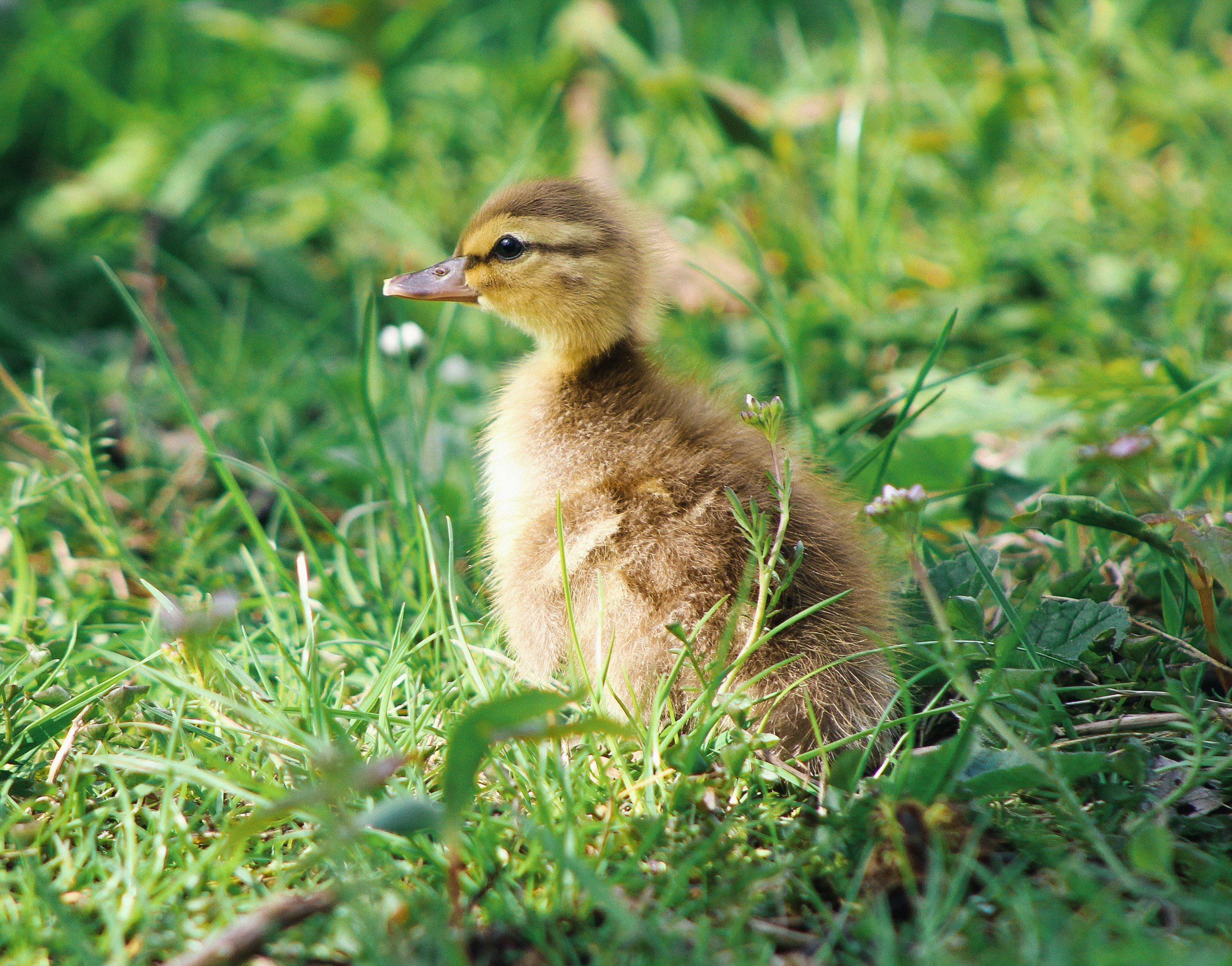 The Duck Wrangler
