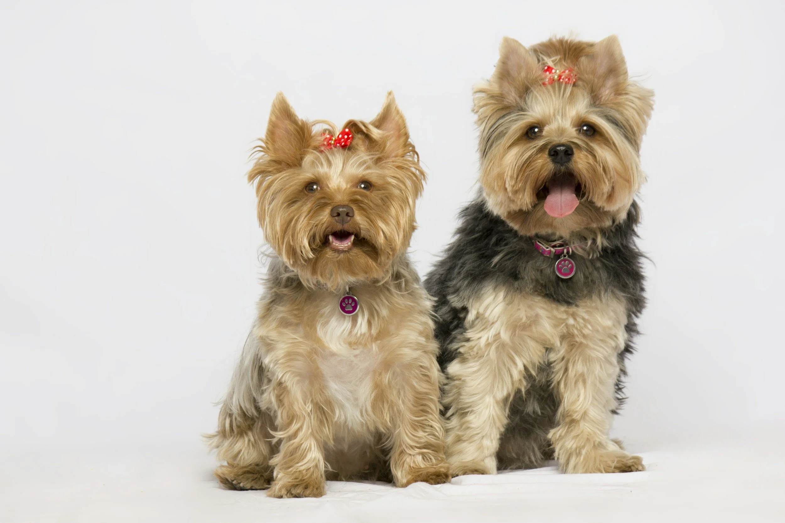 Yorkie Fest