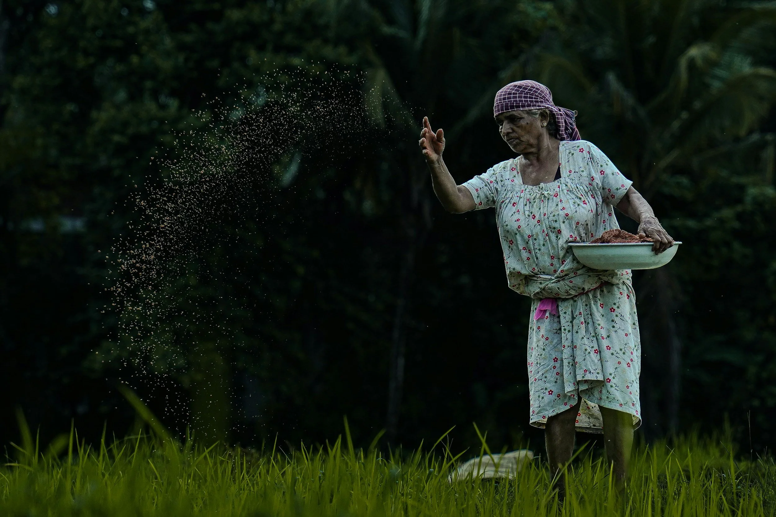 The Sower