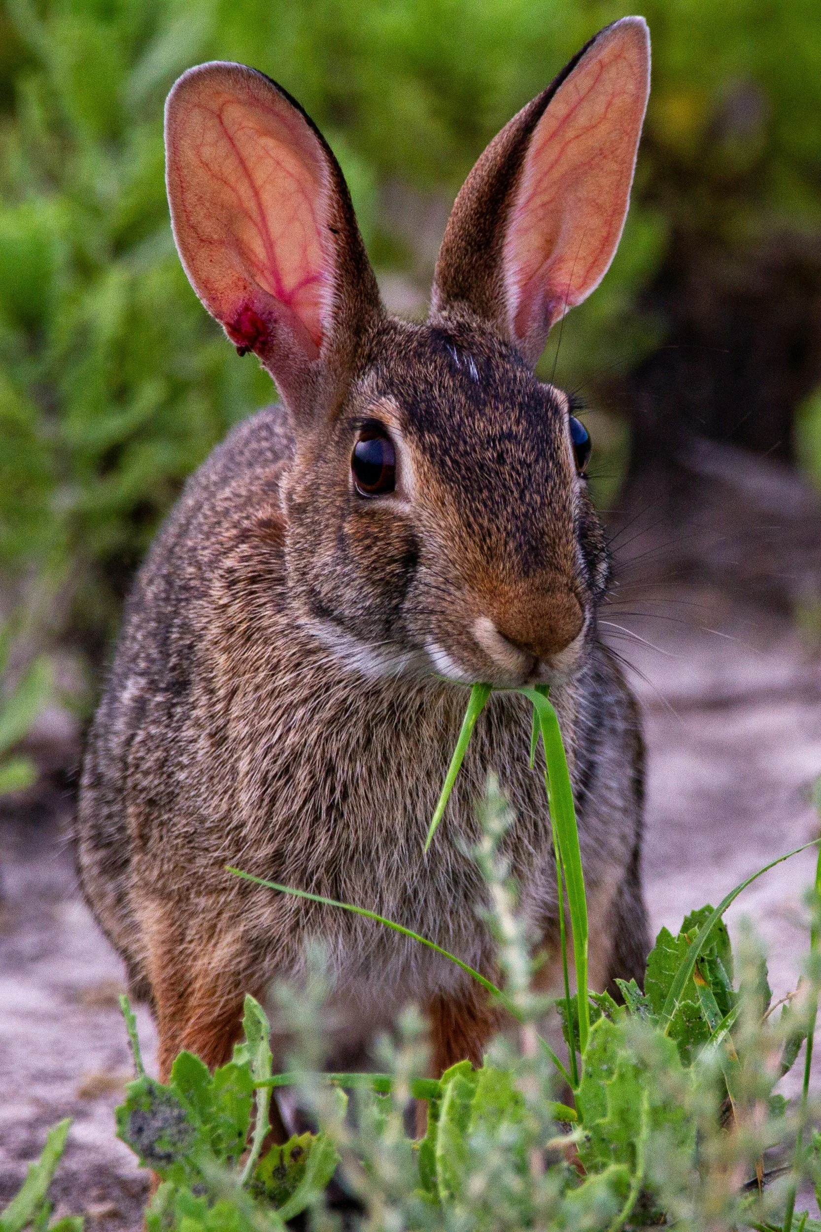 Bothersome Bunny