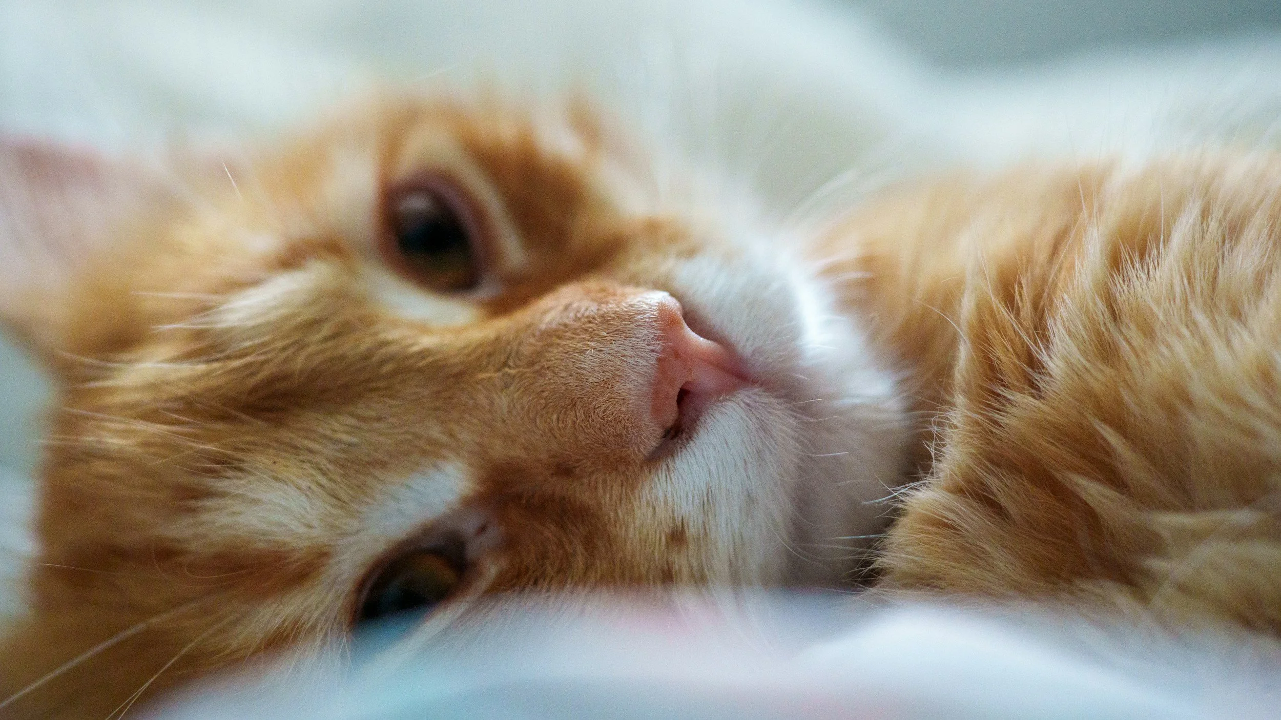 Blessings That Come With Four Paws