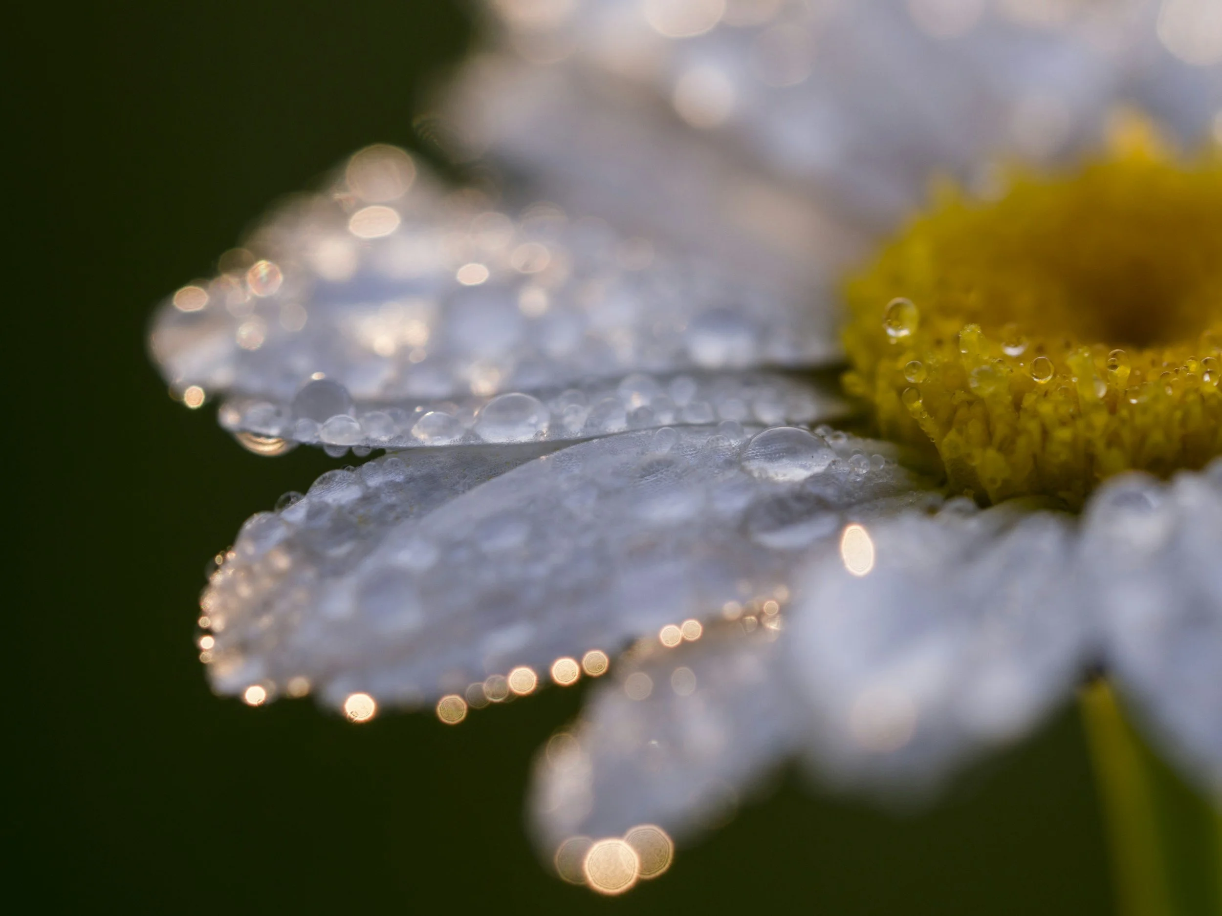 Heaven's  Dew