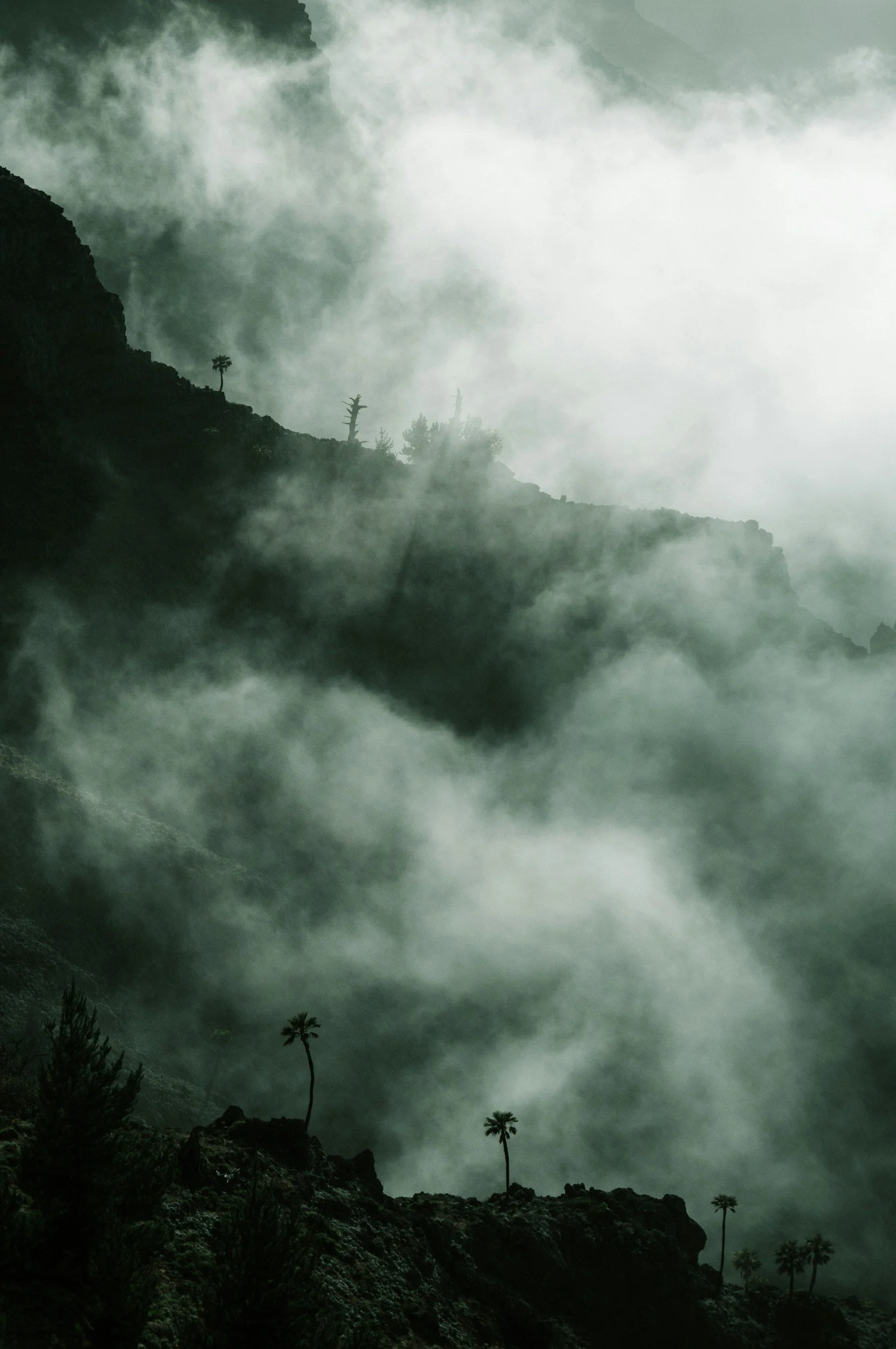 Above the Fog