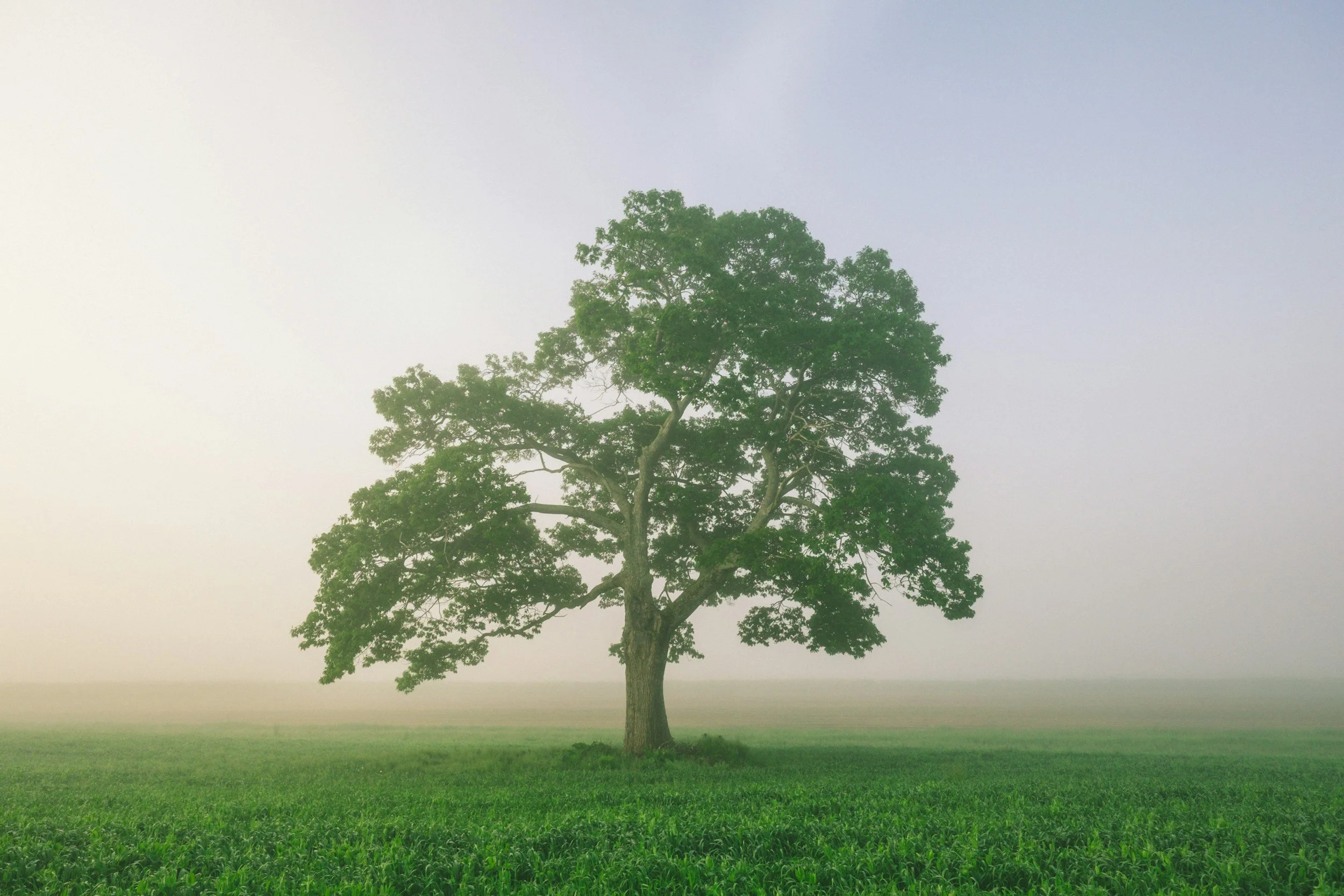 Family Trees Can Have Deep Roots