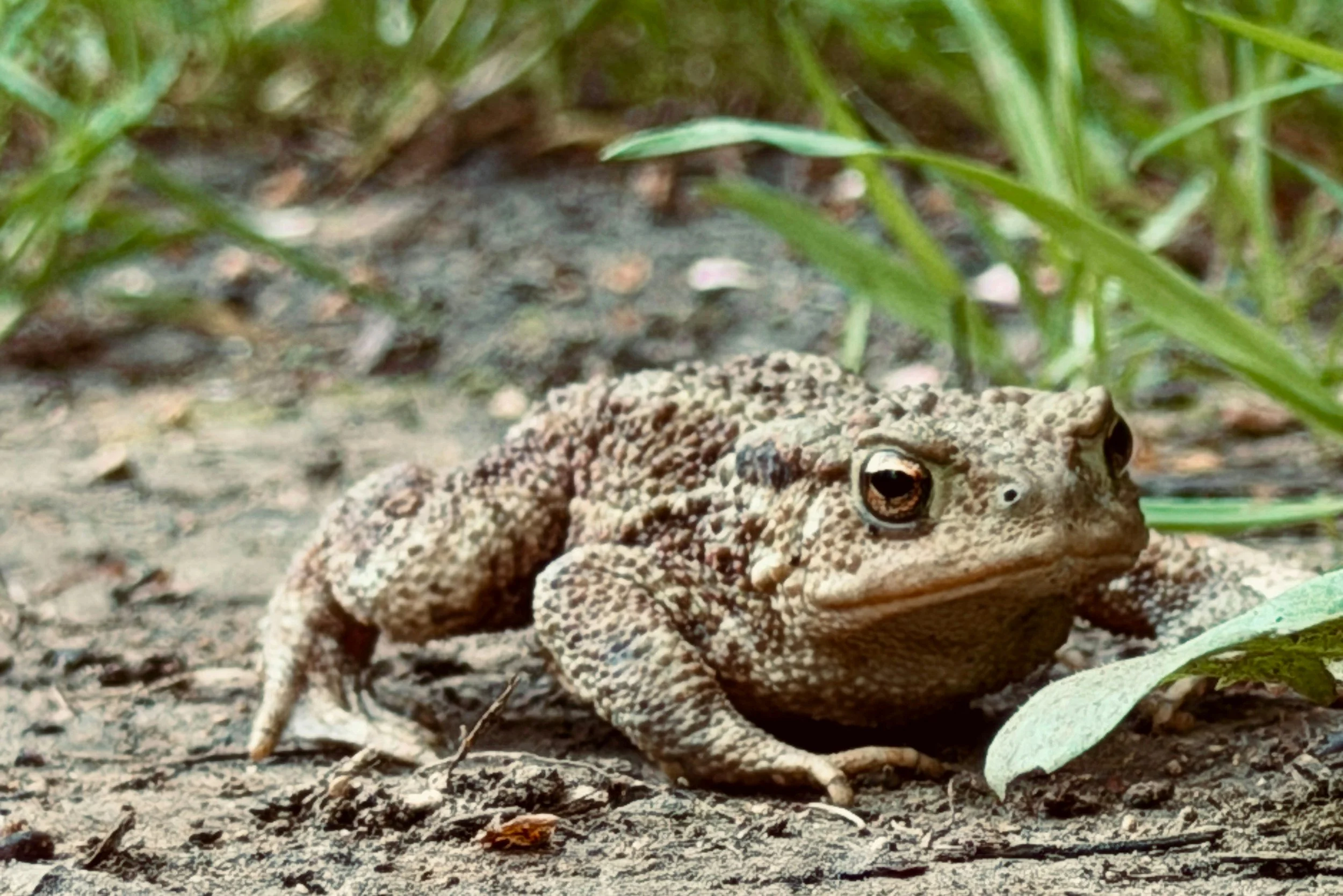 Making a Bear Out of a Toadstool…er, Toad