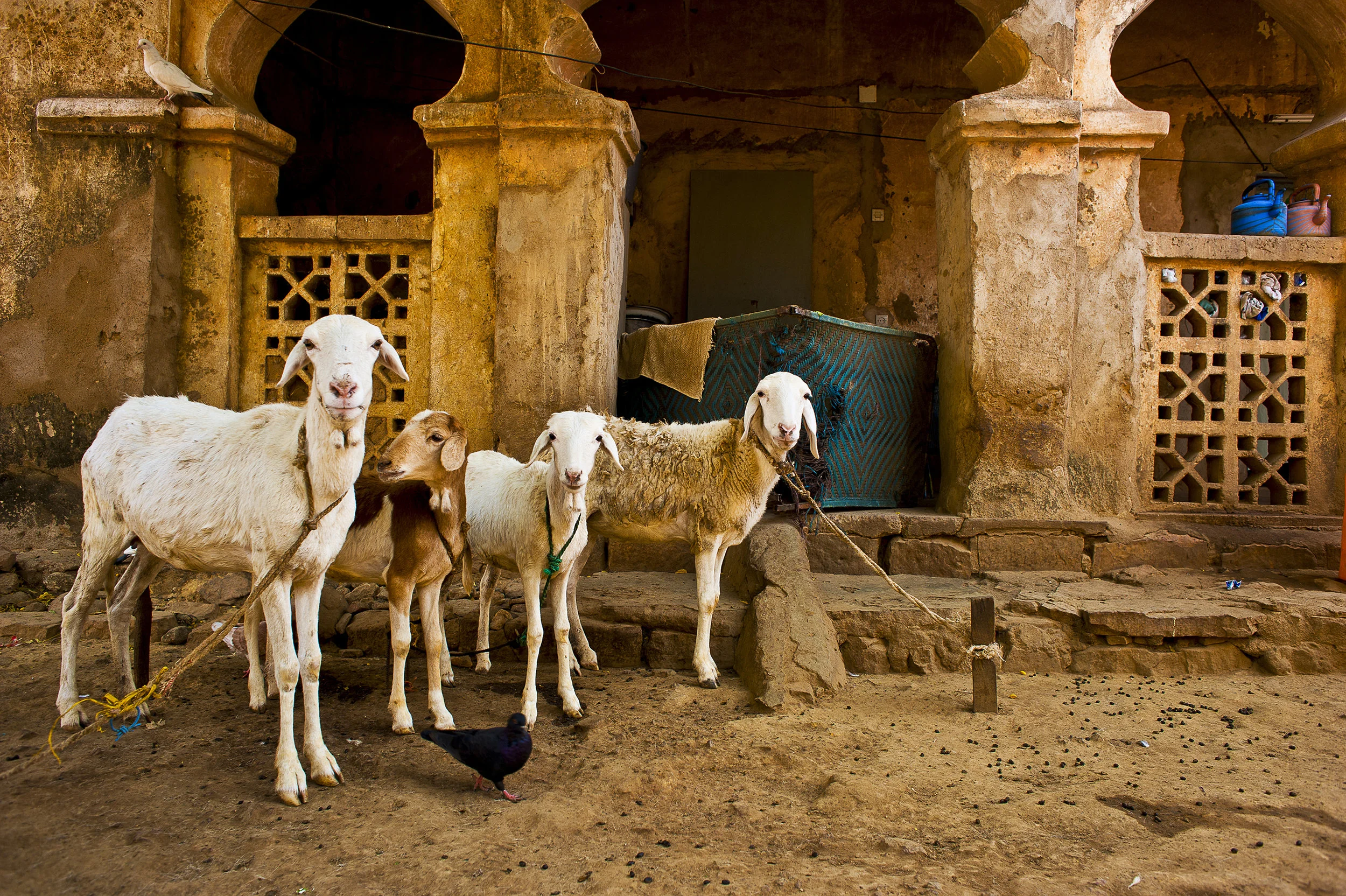 ALI'S GOATS