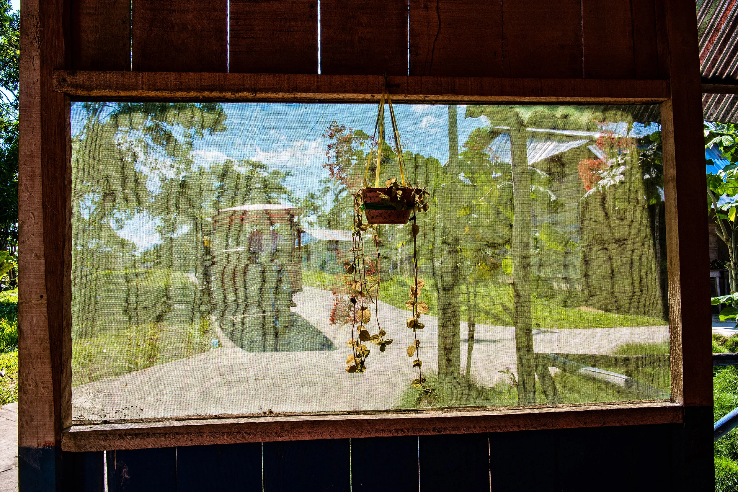 JUNGLE WINDOW