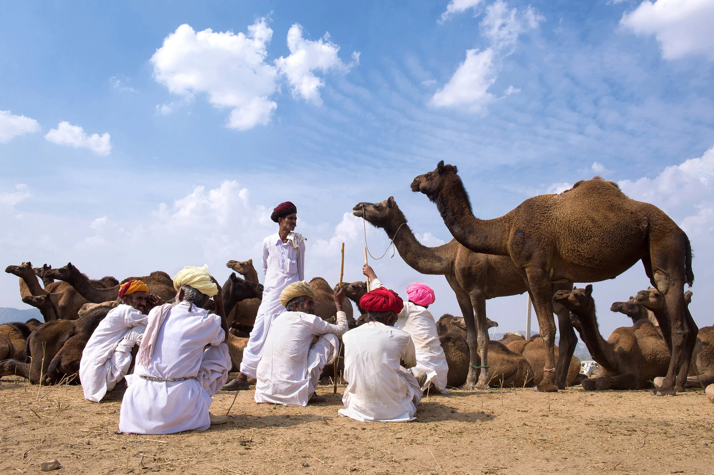 CAMEL FOR SALE