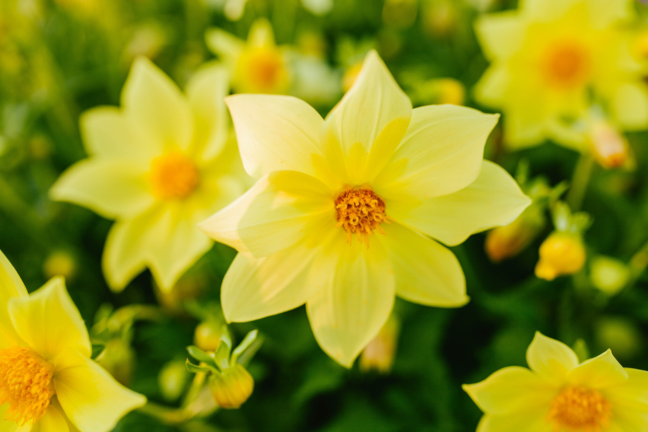 Yellow daffodils close-up