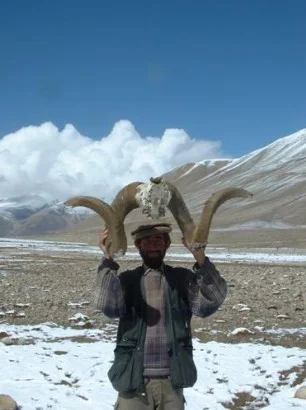 horns cut.jpg