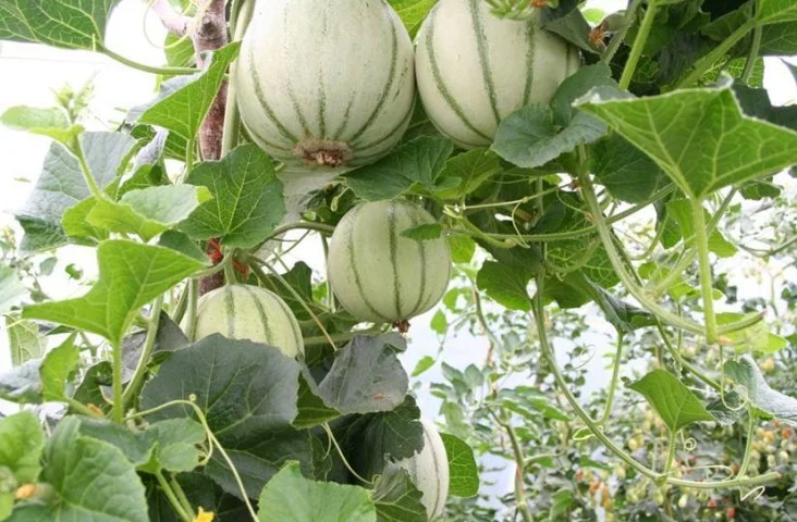 melons cut.jpg
