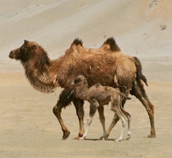 camel.jpg