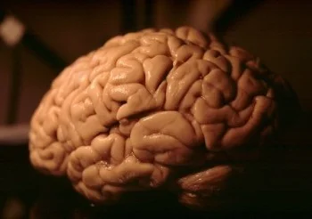 brain cut.jpg
