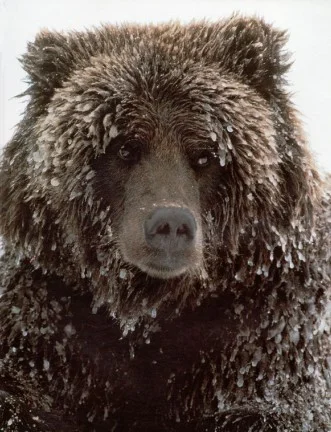 bear cut.jpg