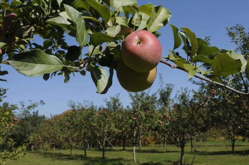 ALL ABOUT APPLES: NEARLY EVERYTHING YOU NEVER REALLY KNEW