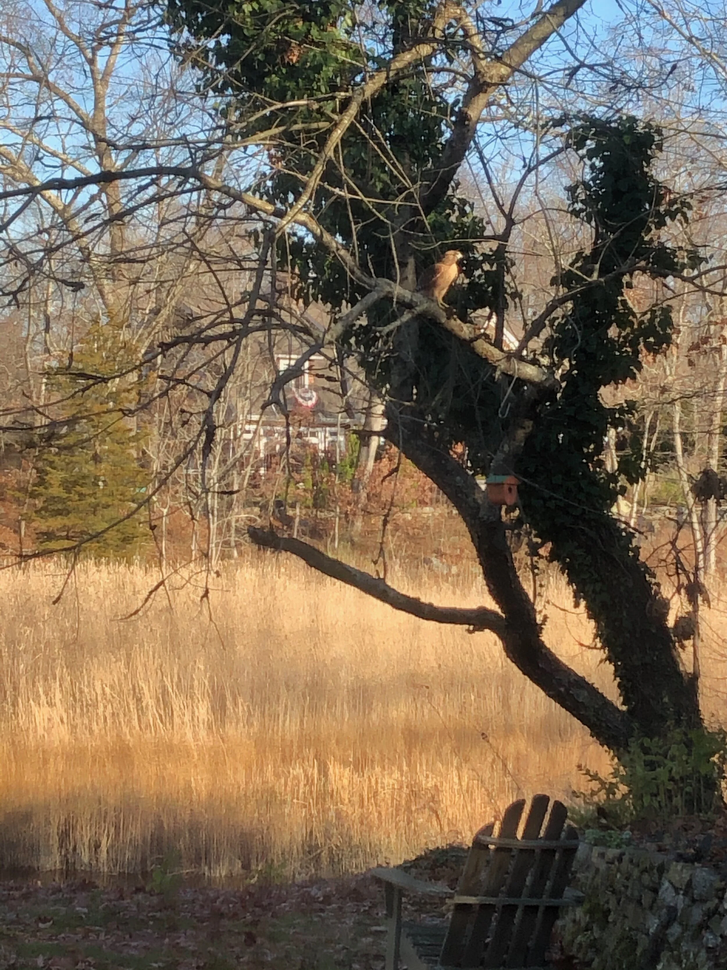 City mouse, country mouse