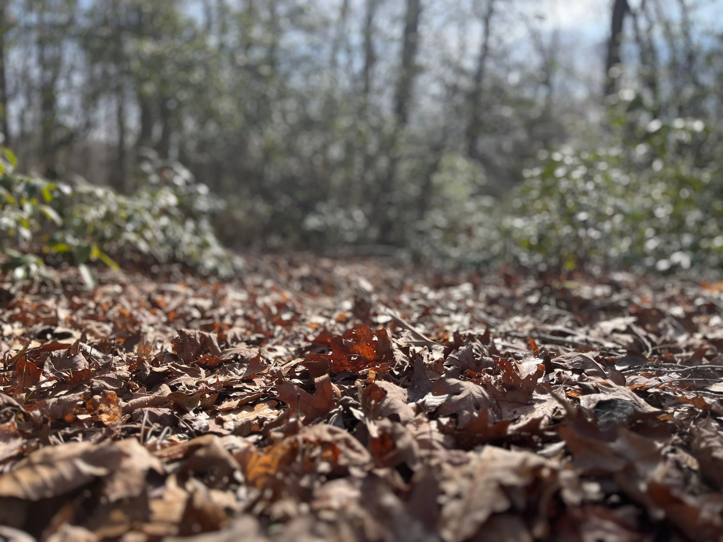 Why biophilia needs to be part of your next holiday