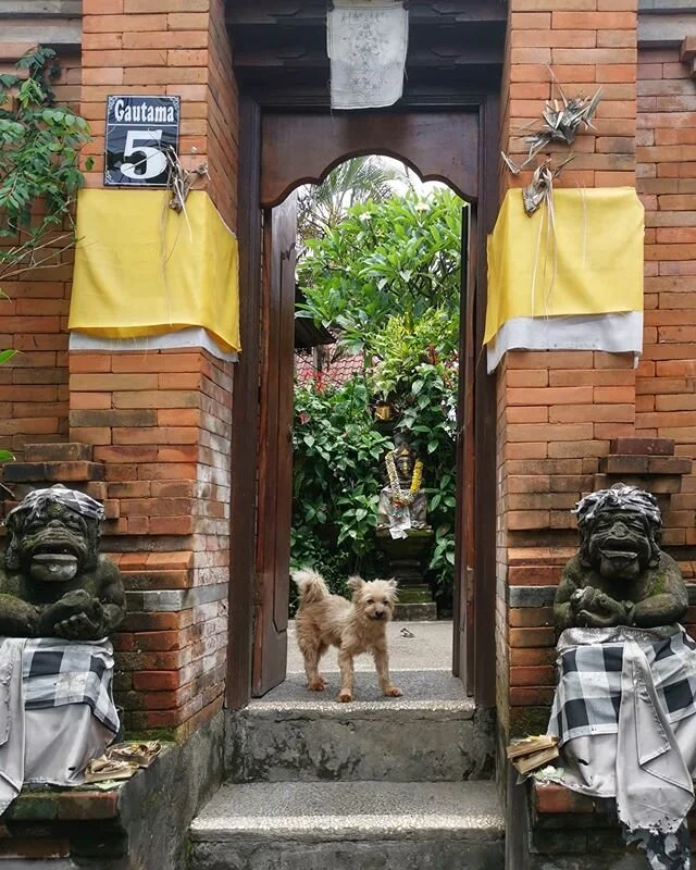 he protec he attac
the goodest boi of them all
.
.
.
.
.
.
.
.
#bali #ubud #wanderlust #traveldiaries #travelblogger #travel #jetset #gypset #nomad #digitalnomad #voyager #adventure #explore #reisen #seasia #guardianangel #goodboy #dogsofbali #indone