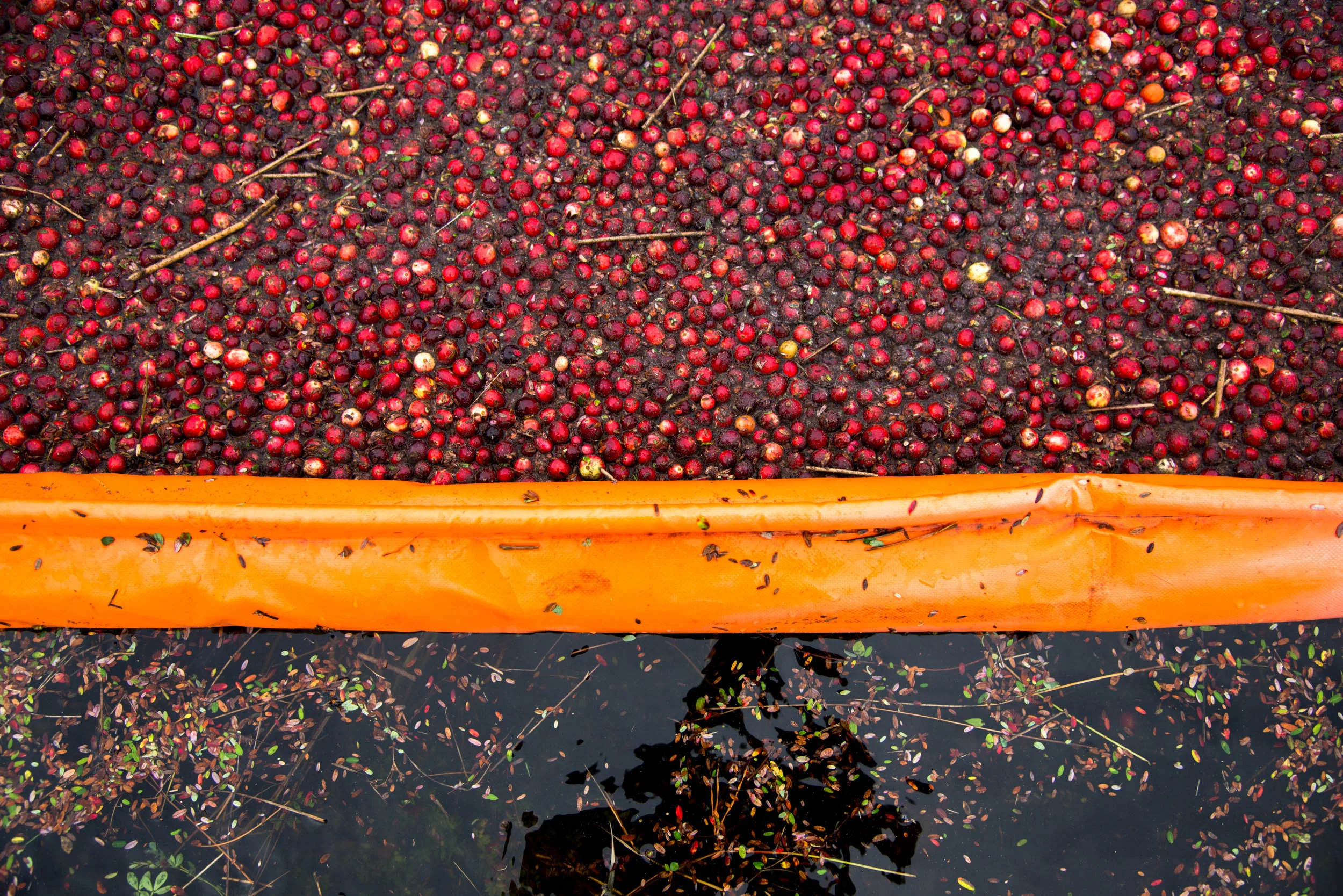 Starvation Alley Cranberry Farm Long Beach, Washington