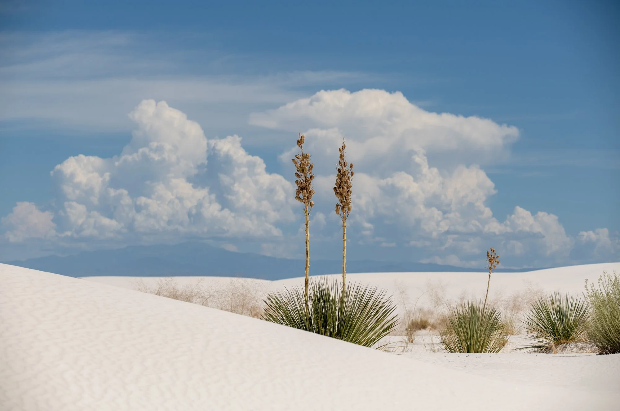 navidbaraty-whitesands-7.jpg